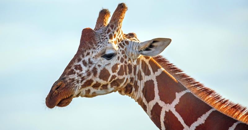 Participer à un safari photo en Afrique : nos conseils pour des images inoubliables