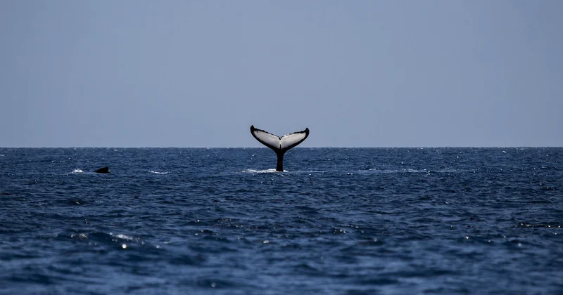 Quand voir des baleines en Méditerranée (et pourquoi le mois compte plus que le lieu)